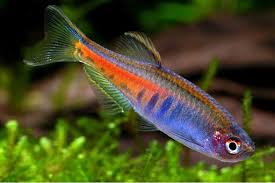 Glowlight Danio