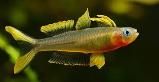 Furcata Forktail Rainbowfish