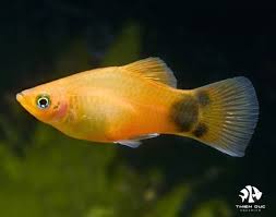 MARIGOLD MICKEY MOUSE PLATY