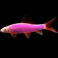 Galactic Purple Glo Shark