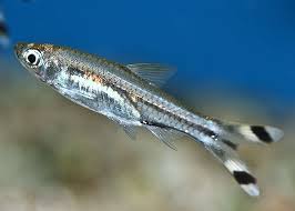 Scissortail Rasbora
