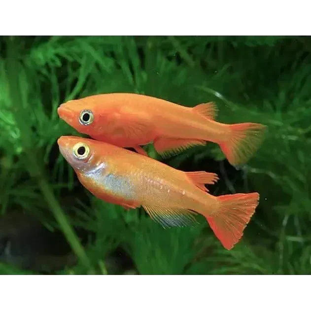 Orange Medaka Rice Fish
