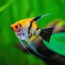Koi Angelfish