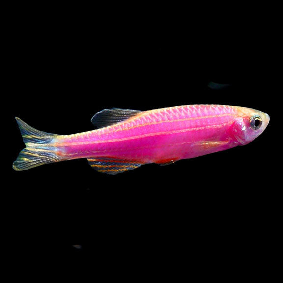 Galactic Purple Glo Danio