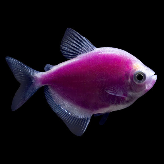 Galactic Purple Glo Tetra