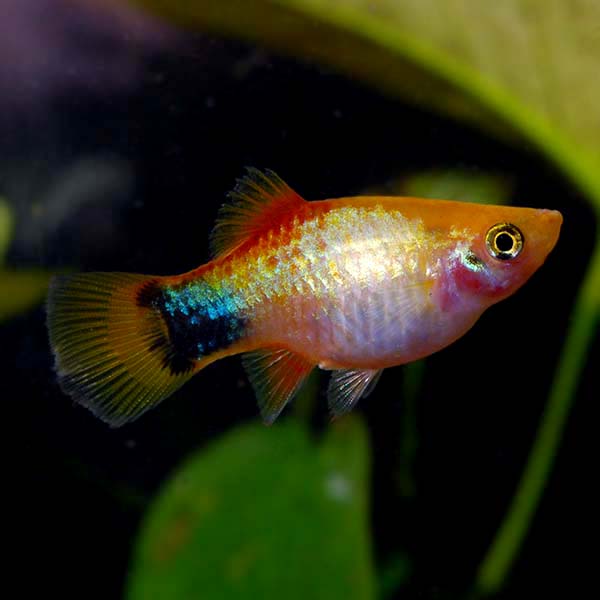 CORAL GOLD MICKEY MOUSE PLATY