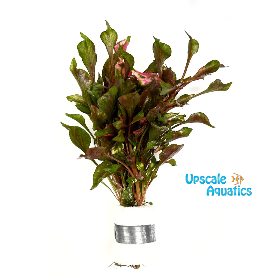 ALTERNANTHERA BETTZICKIANA RED