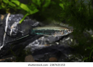 Green Tuxedo Swordtail