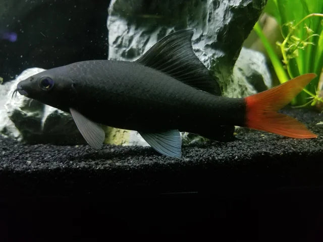 Redtail Shark