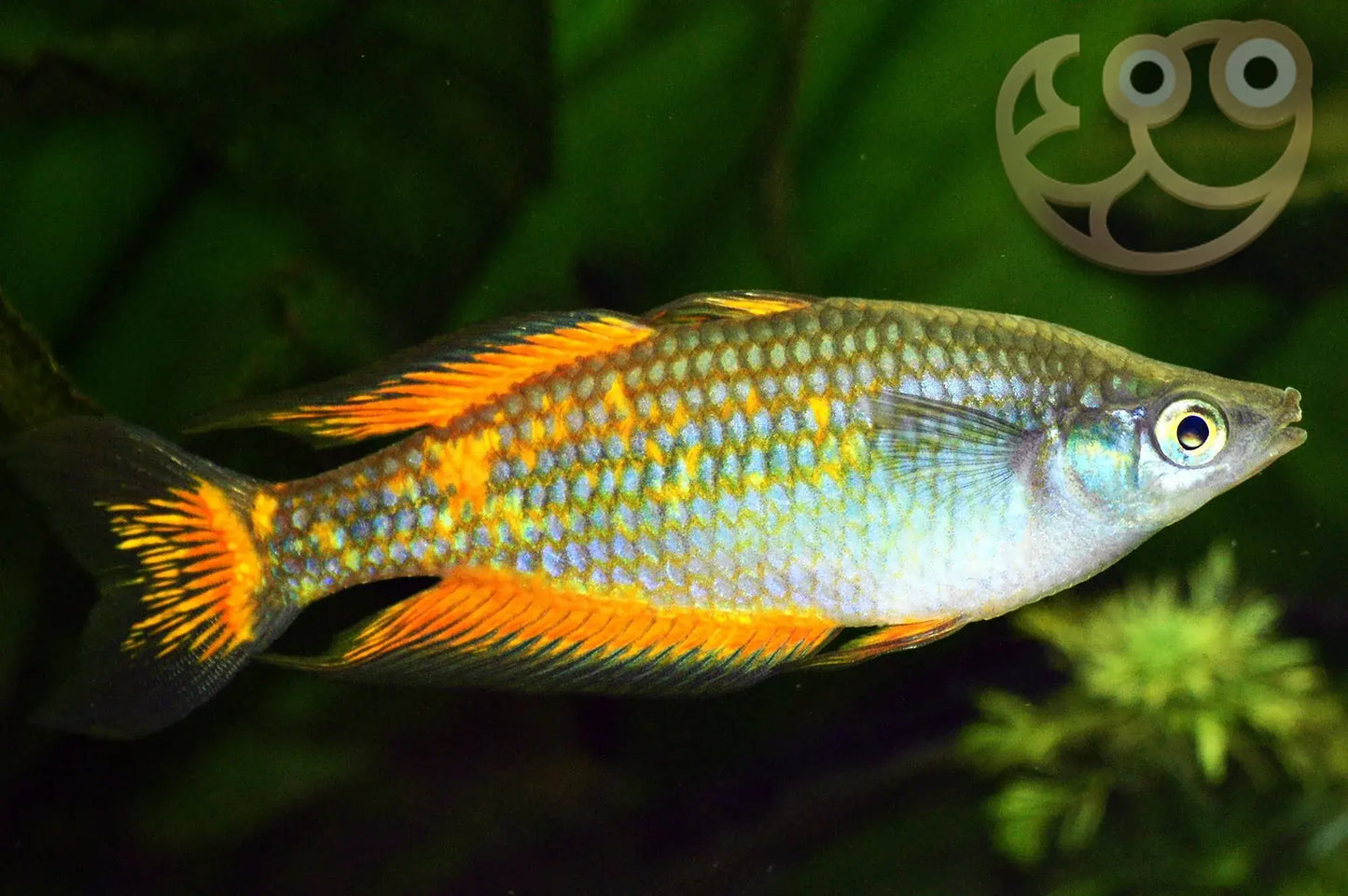 Parkinsoni Rainbowfish