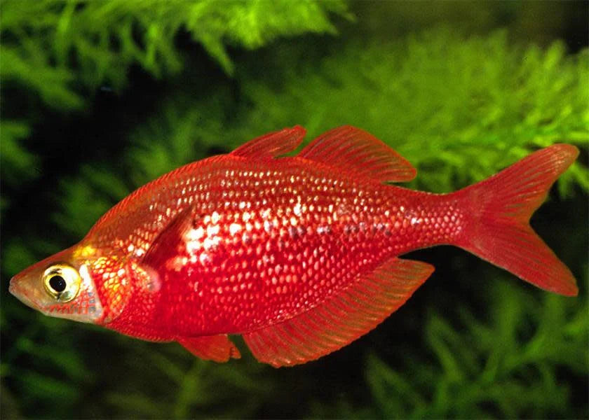 Millennium Rainbowfish