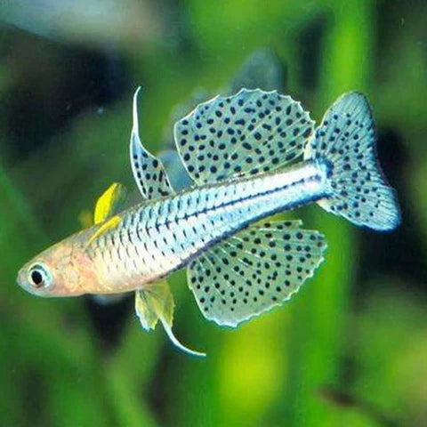 Spotted Blue Eye Rainbowfish