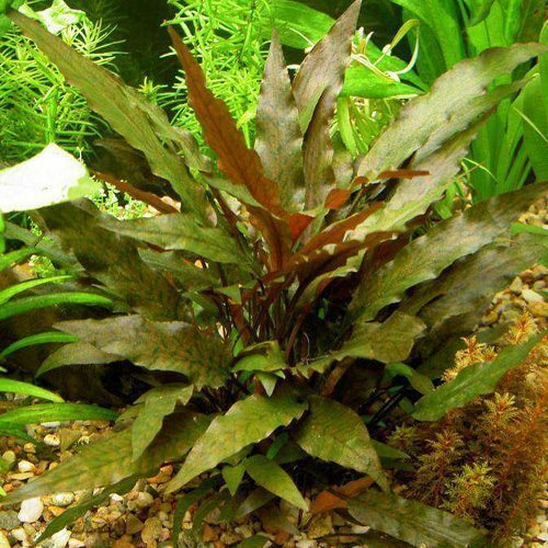 Crypt Wendtii Bronze