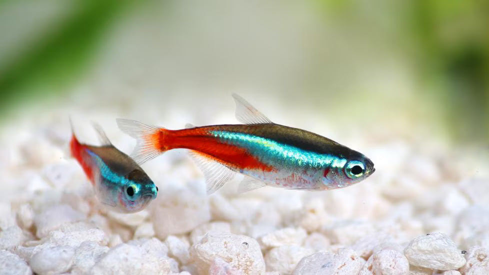 Neon Tetra