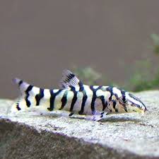 Yoyo Botia Loach (Wild)