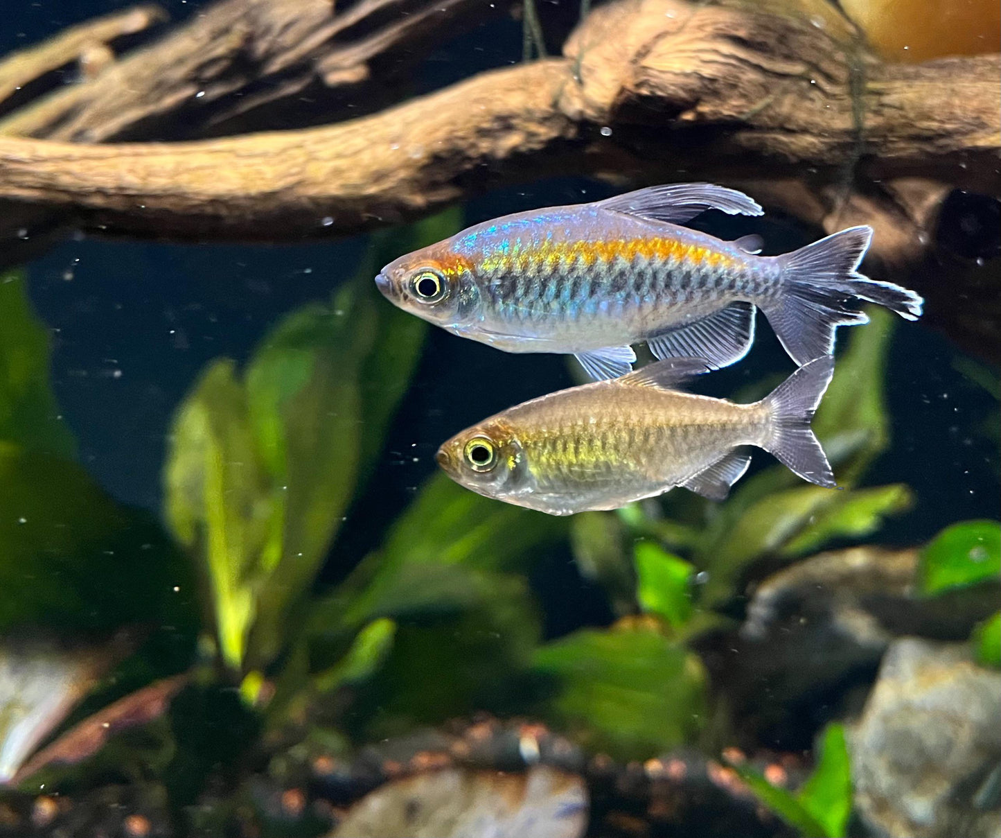 Congo Tetra