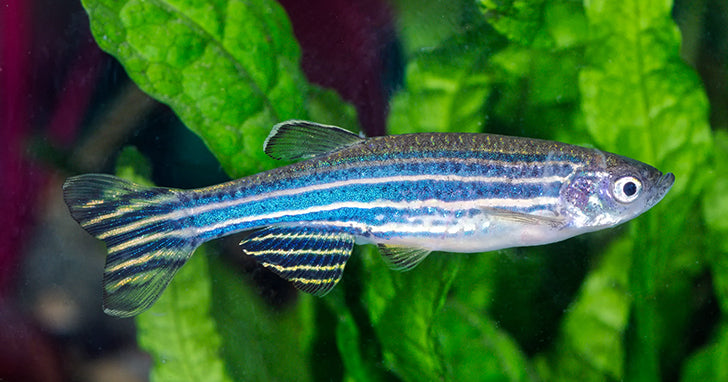 ZEBRA DANIO
