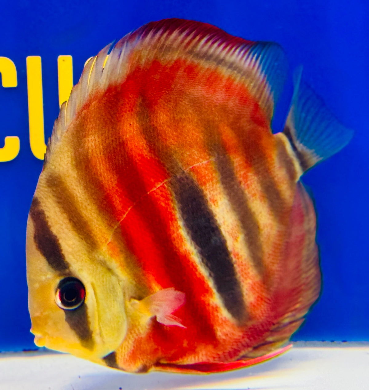 Ica Red Solid KL Discus 4.5-5"