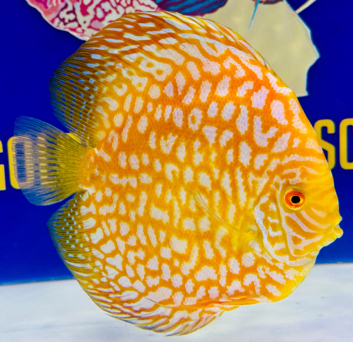 Yellow Pigeon Checkerboard Jumbo Premium Discus 6.5-7"