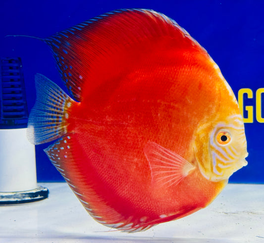 Moonstone Discus Premium Jumbo 6.5-7.5” (WYSIWYG)