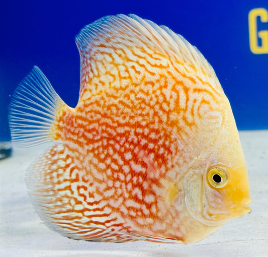 White Pigeon Checkerboard Discus 4-4.5"