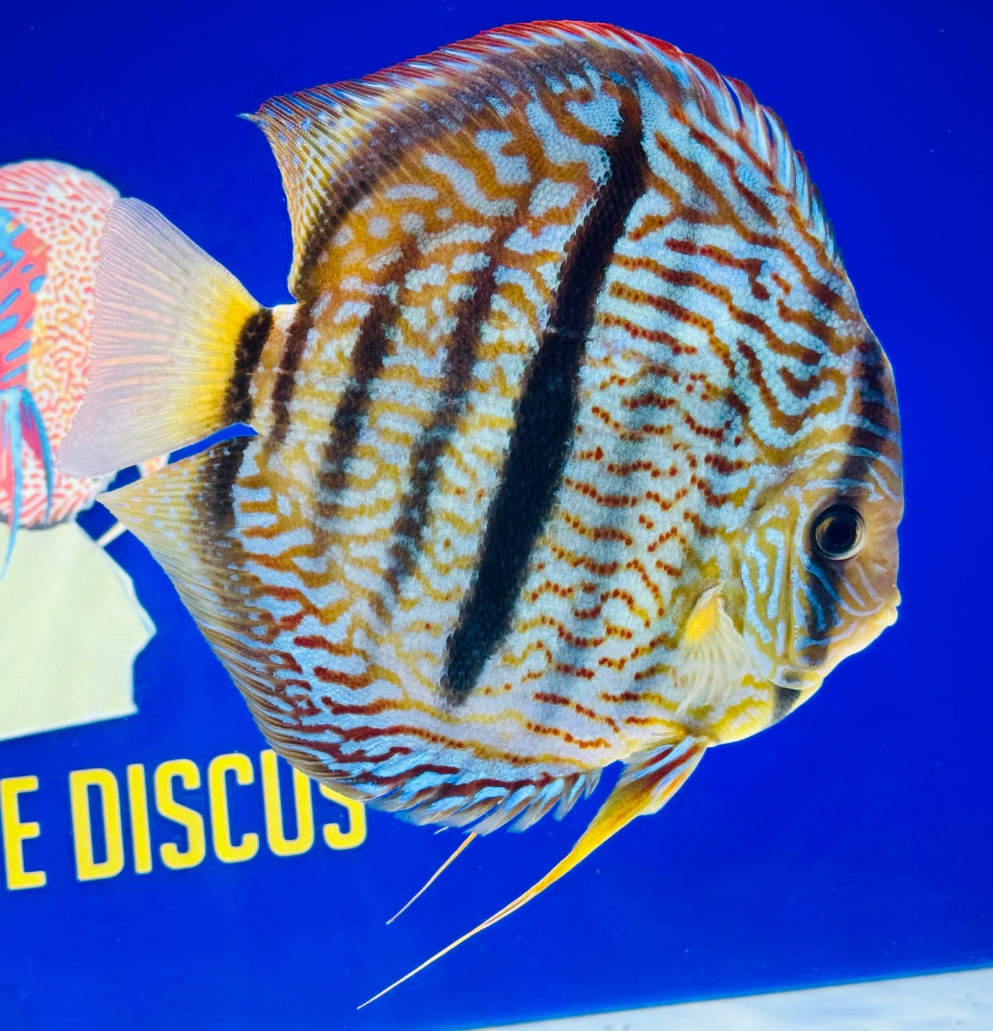 Royal Blue Heckel Cross Extra Jumbo Premium Discus 7-8” (WYSIWYG)