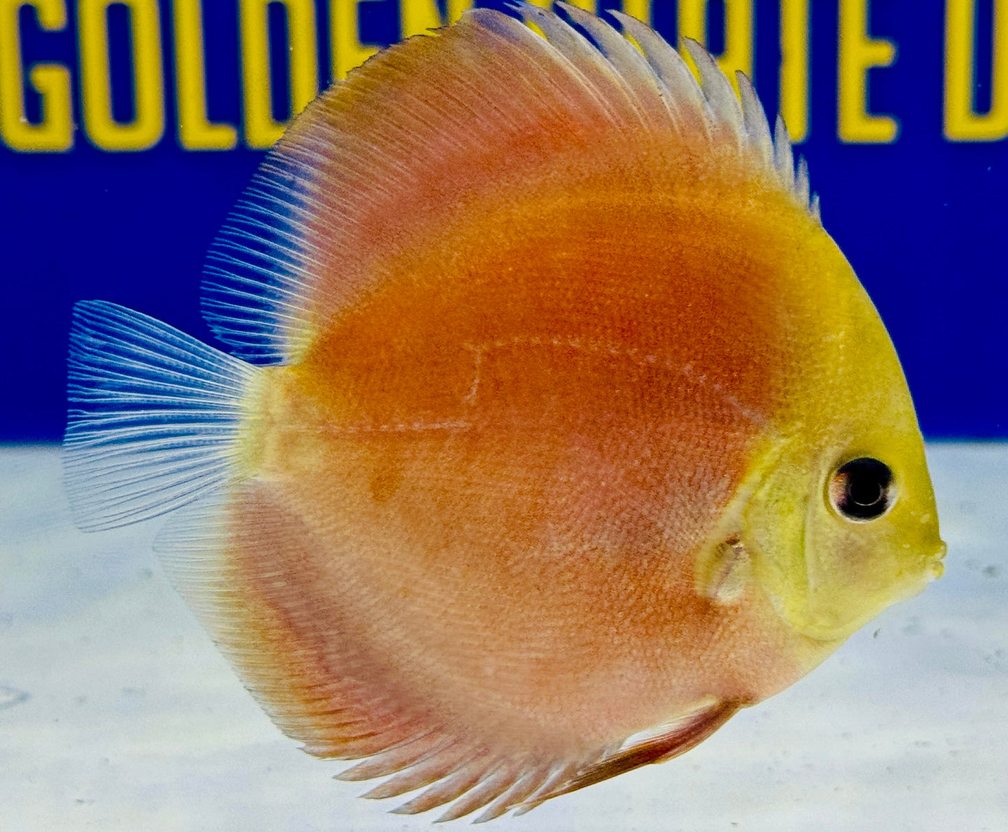 Red Cover Discus 3-3.5"