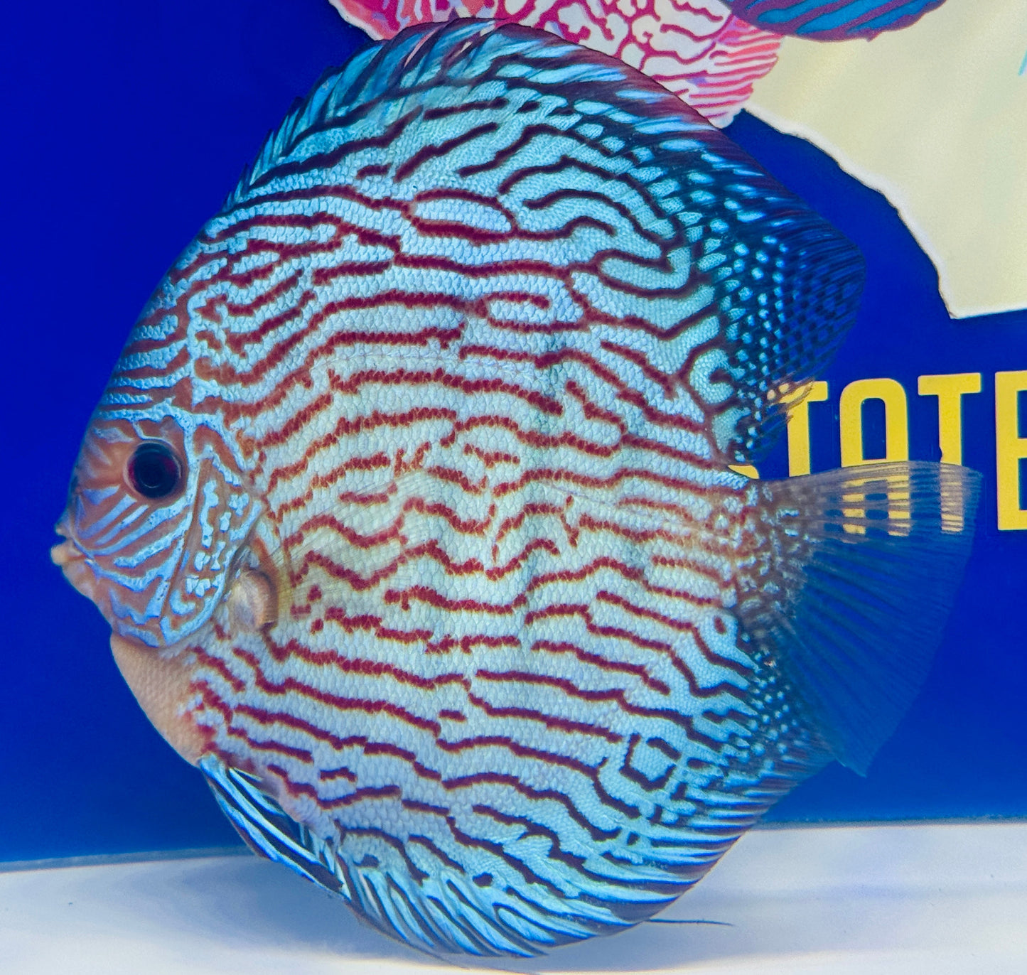Altum Carnation Jumbo Premium Discus 6.5-7"