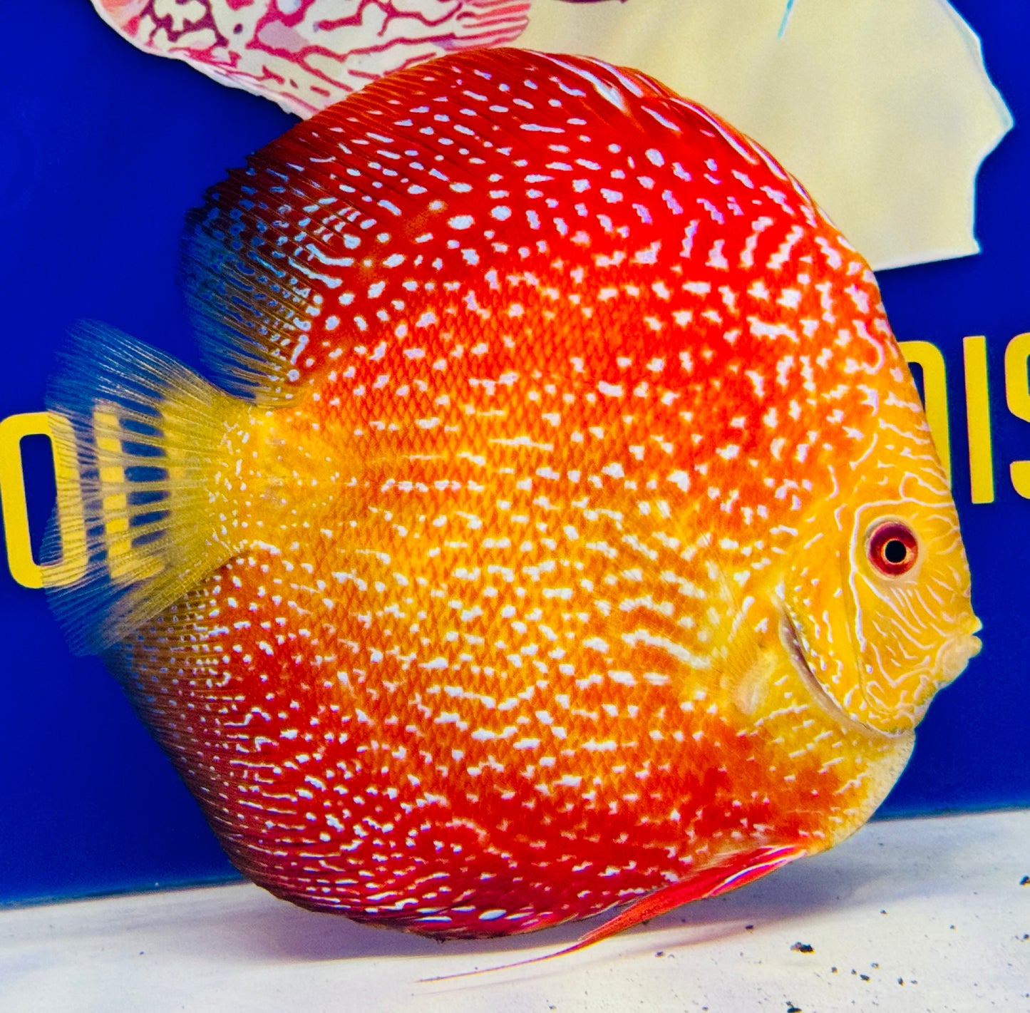 Pigeon Scarlet Snake Jumbo Premium 6.5-7.5” (WYSIWYG)