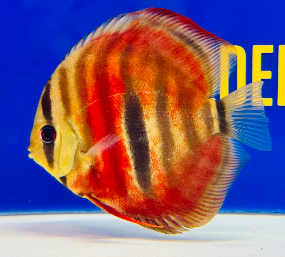 Ica Red Solid KL Discus 4.5-5"