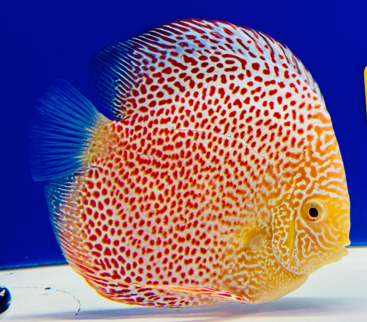 Albino Leopard Snake Premium Discus 6-6.5"
