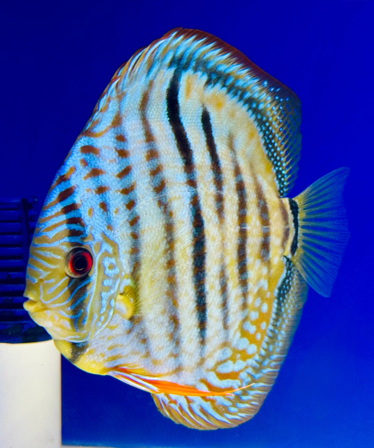 Blue Turquoise Heckel Cross Premium Discus 6-6.5” (WYSIWYG)