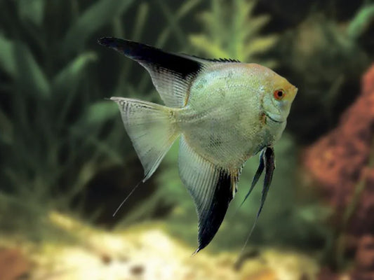 Bulgarian Green Angelfish