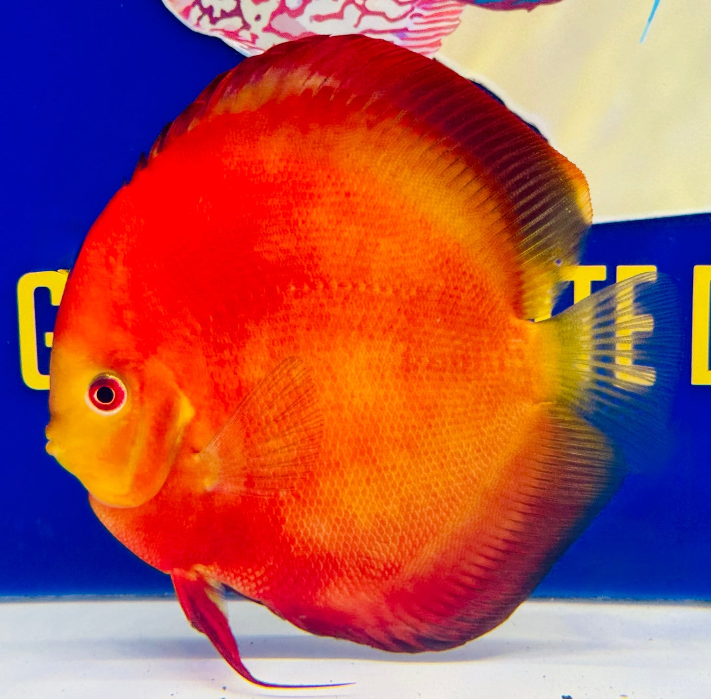 Melon Premium Discus 6-6.5” (WYSIWYG)