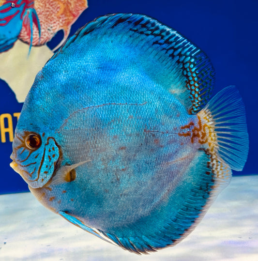 Reflection Deep Discus Jumbo Premium 6.5-7"