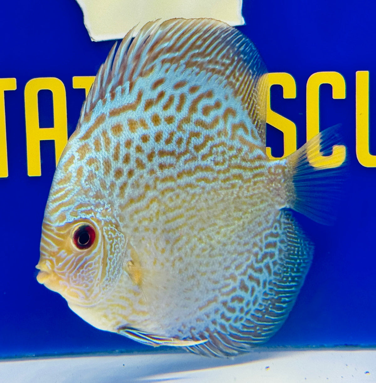Blue Snakeskin Discus 4-4.5"