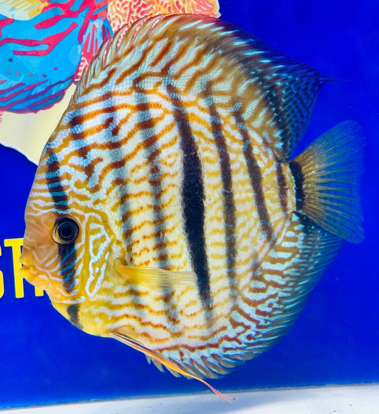 Royal Turquoise Heckel Cross Extra Jumbo Premium discus 7-8"