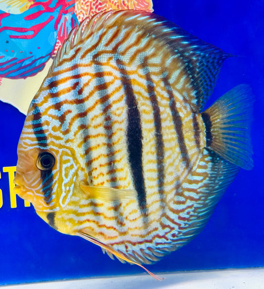 Royal Turquoise Heckel Cross Extra Jumbo Premium discus 7-8"