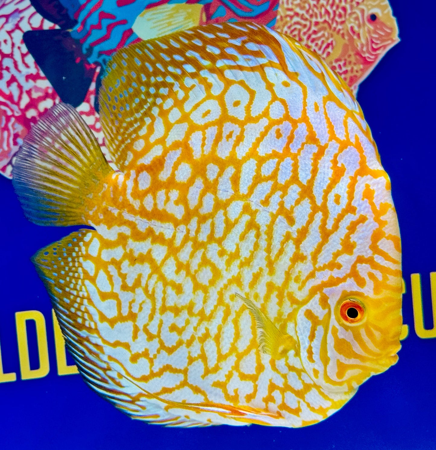 Yellow Pigeon Checkerboard Jumbo Premium Discus 6.5-7"