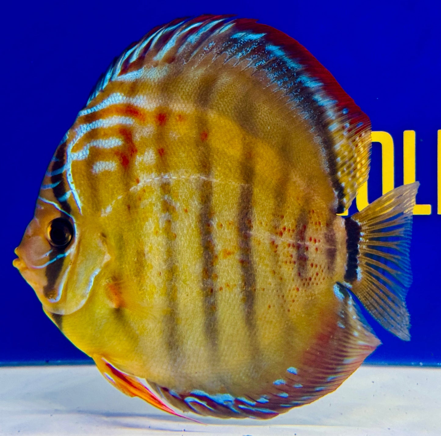 Trombeta Heckel Cross KL Premium Discus 6-6.5” (WYSIWYG)