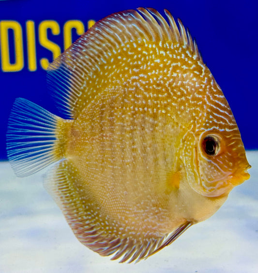 Red Scarlet Snakeskin Discus 4-4.5"