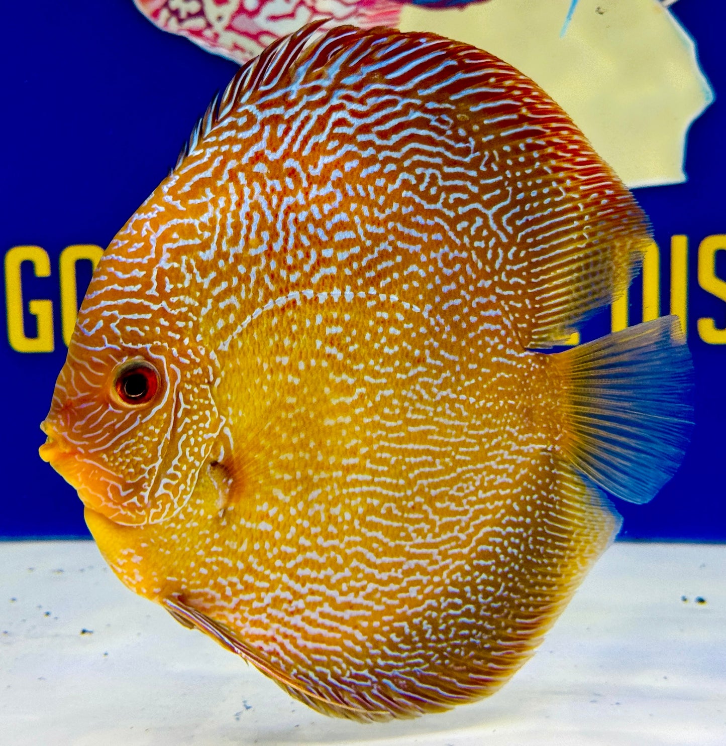 Red Scarlet Snakeskin Discus 5-5.5"