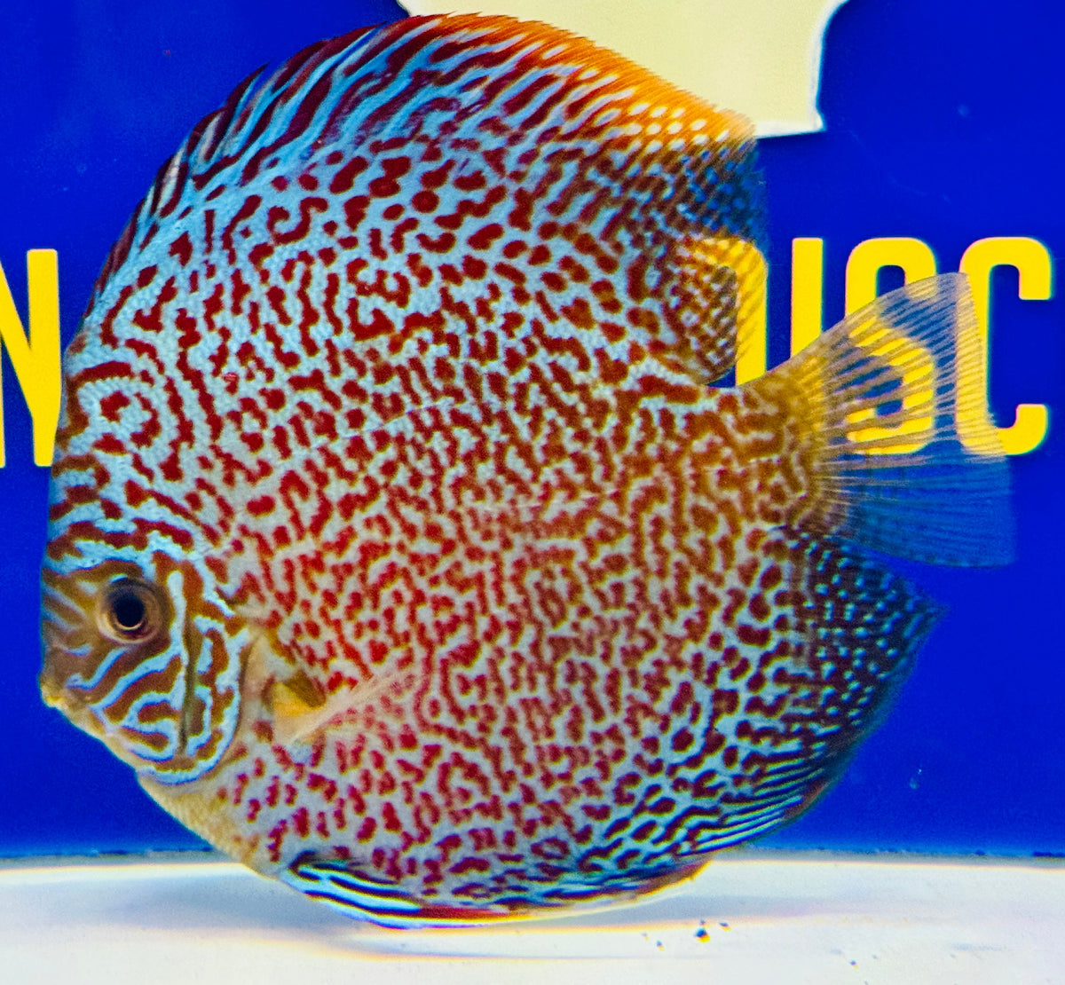 Leopard Discus 5-5.5"