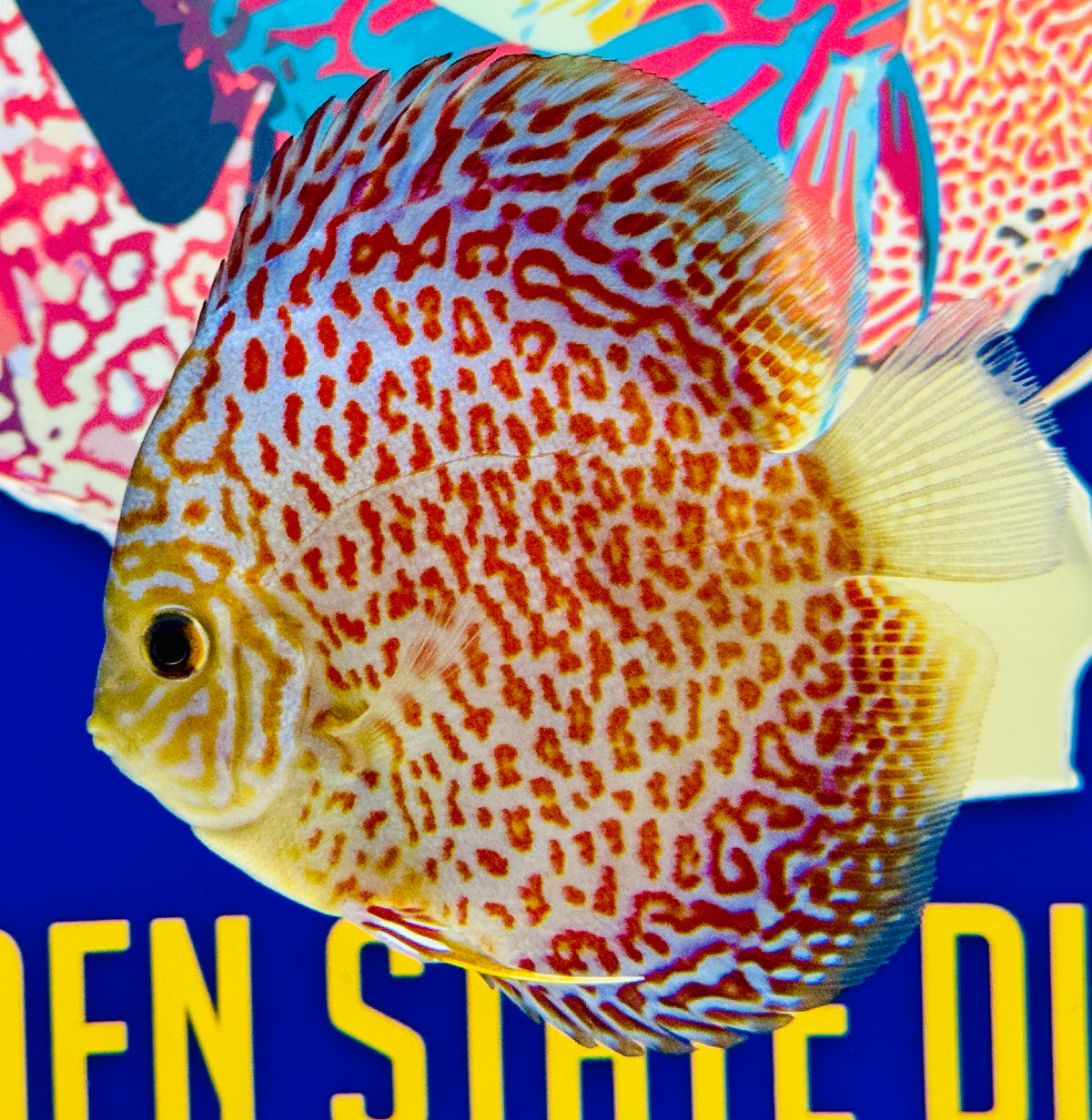 Ring Leopard Discus 4-4.5"