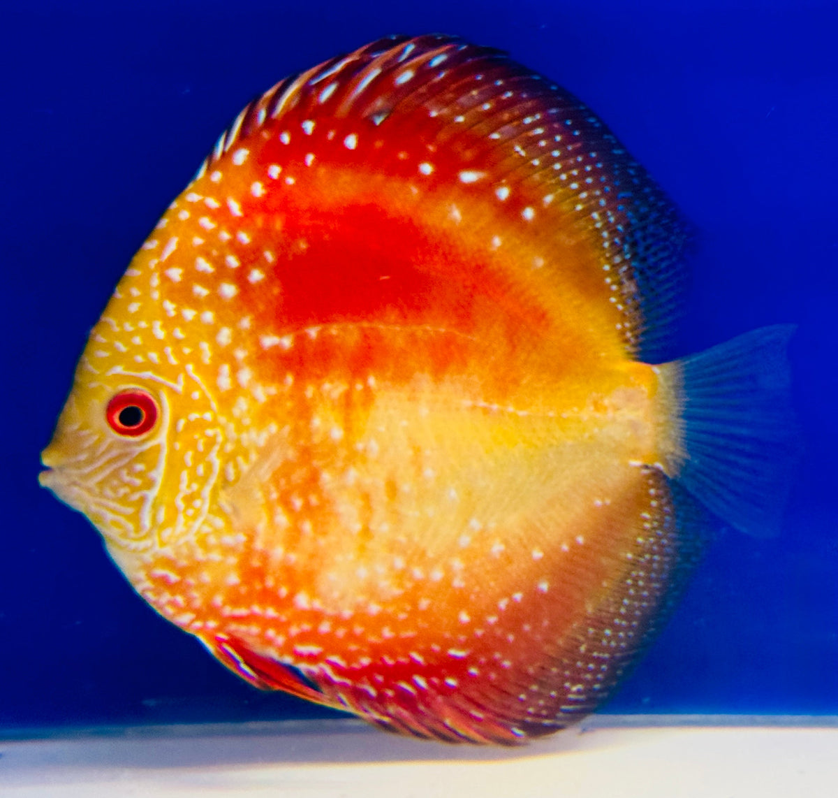 Pigeon Scarlet Snake Discus 4.5-5"