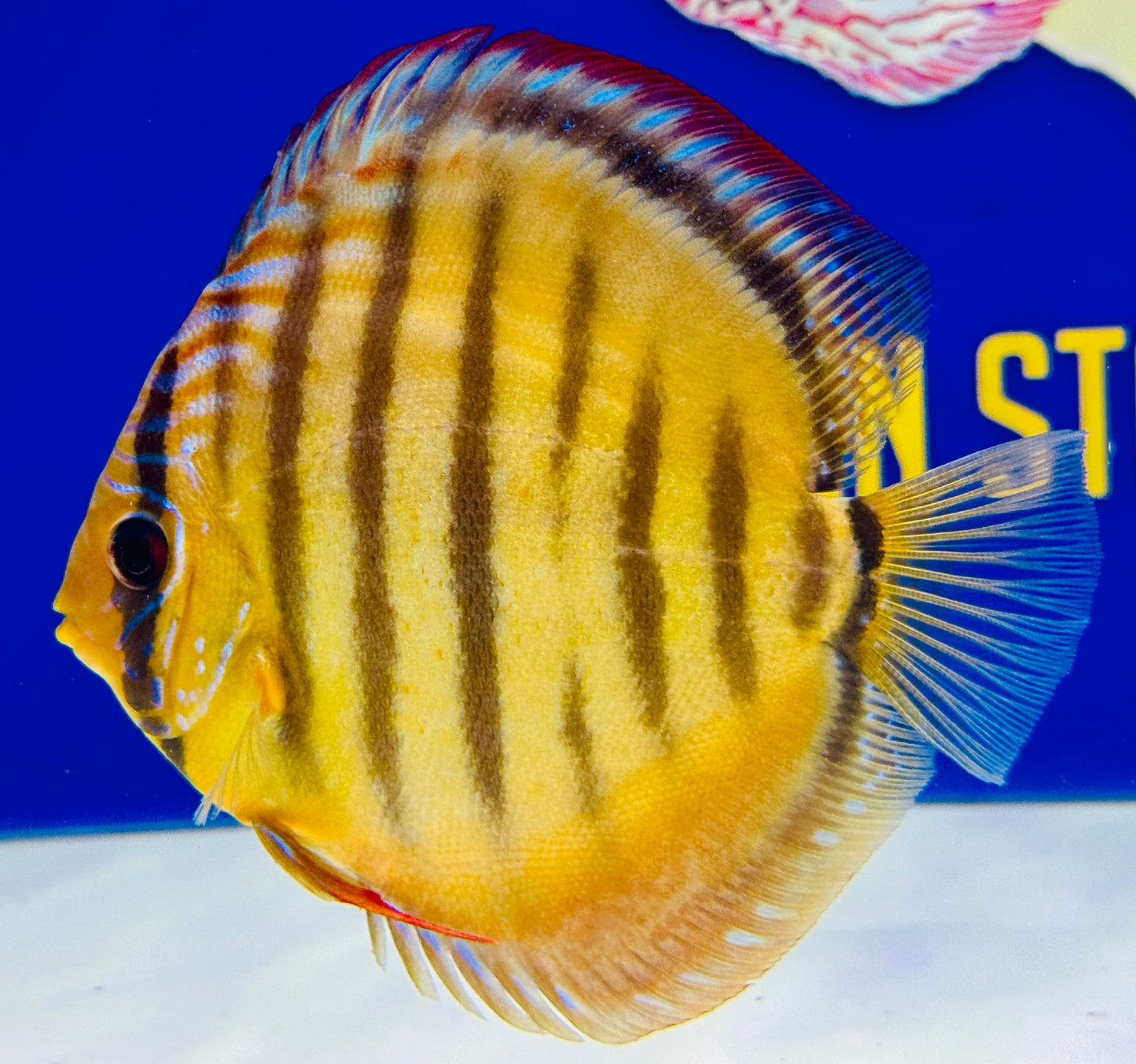 Red Catana Kl Discus 4.5-5"