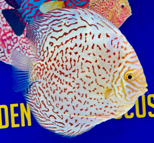 Albino Leopard Premium Discus 6-6.5"