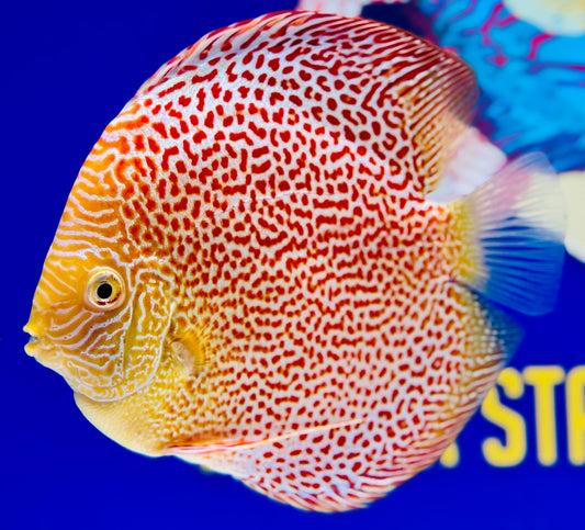 Albino Leopard Snake Premium Discus 6-6.5"