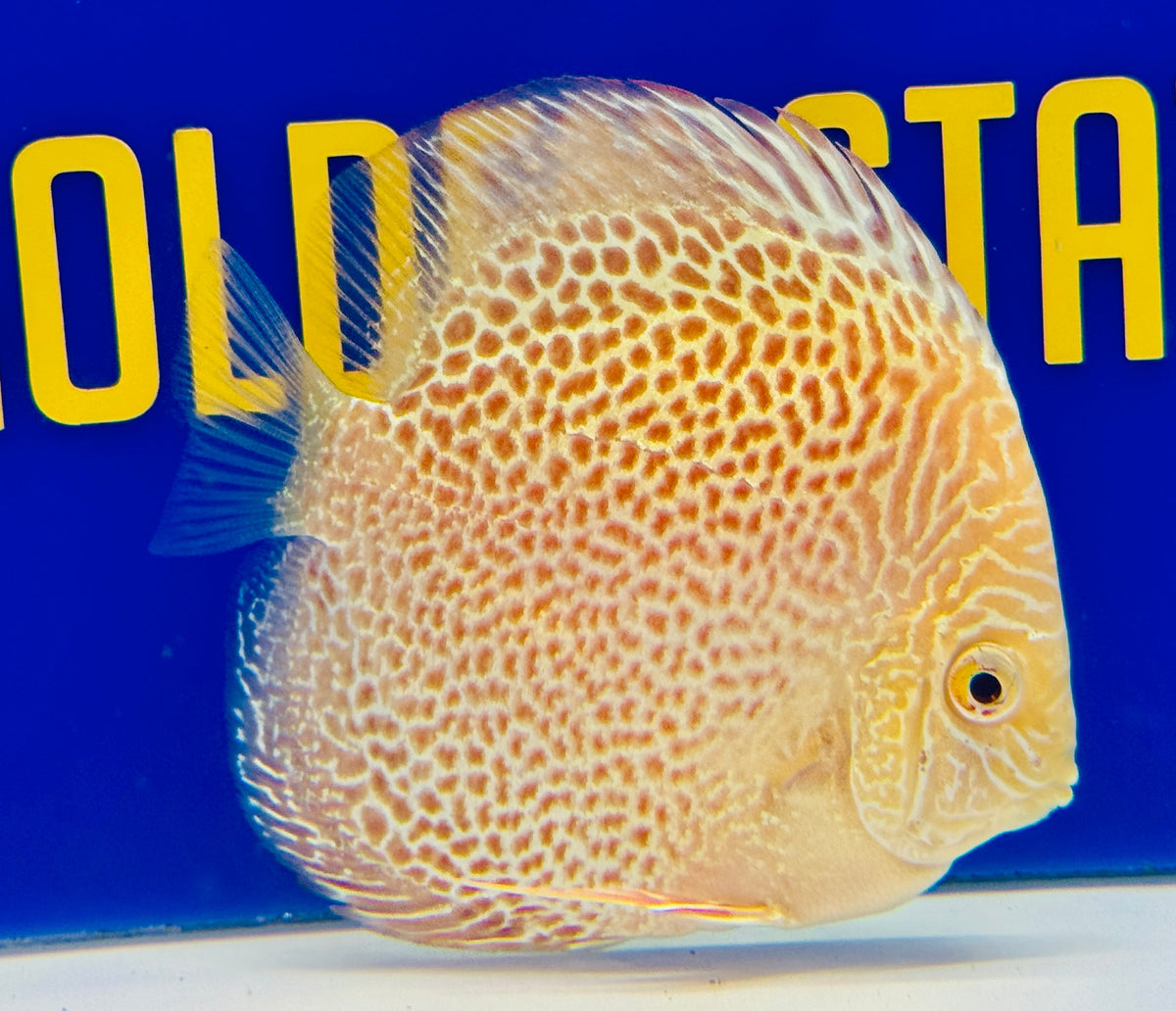 Albino Leopard Snake Discus 4-4.5"