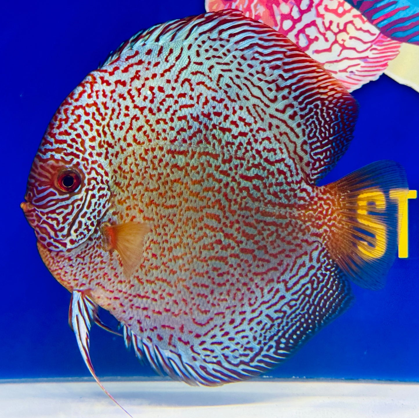 Viper King Jumbo Premium Discus 6.5-7.5 (WYSIWYG)